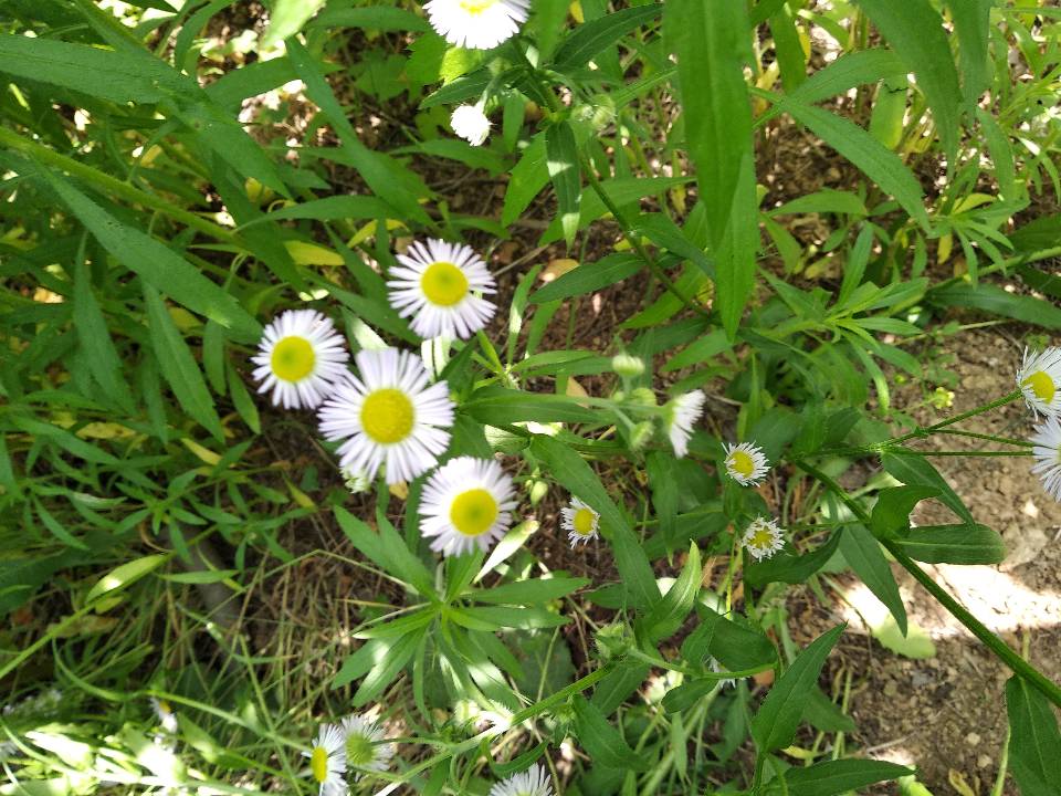 一年蓬花花