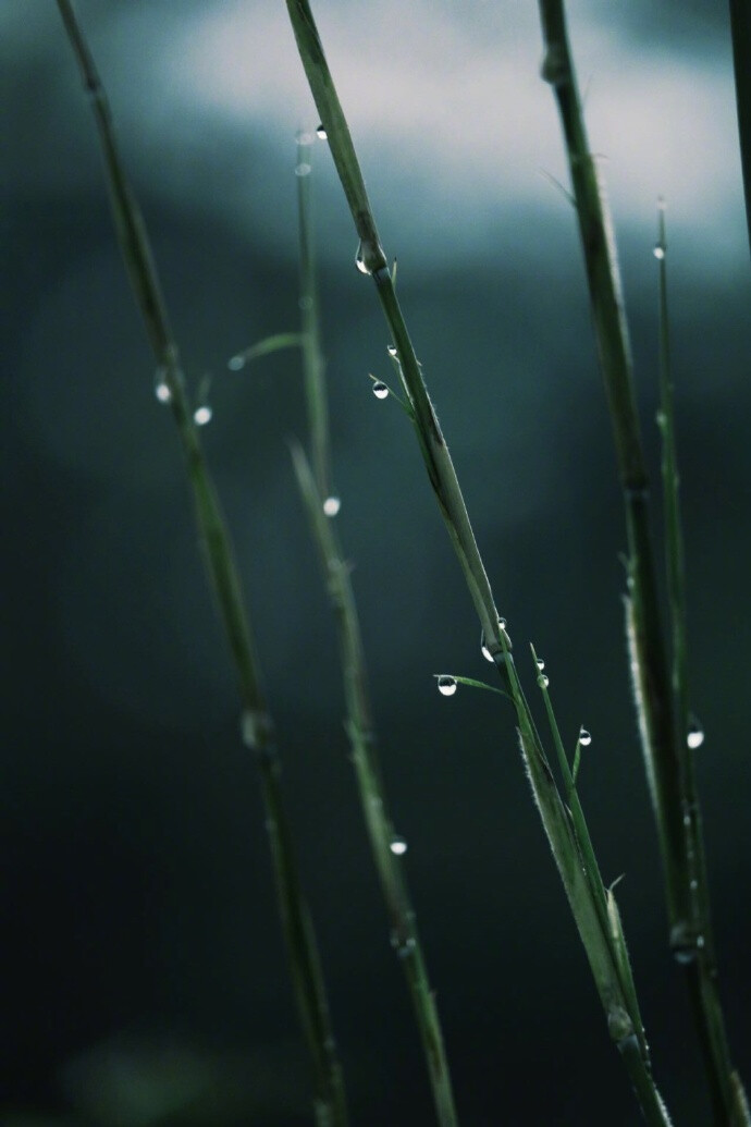 春遊芳草地，夏賞綠荷池；秋飲黃花酒，冬吟白雪詩(shī)。 Photo | @緄攋 ????