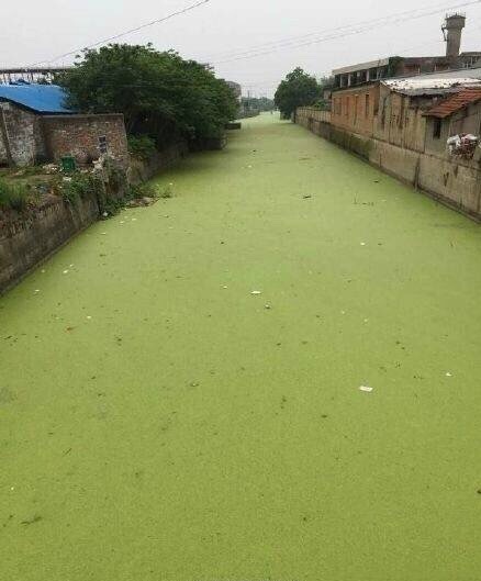 日本樱花河，中国抹茶河。emmm~差不多个意思吧 ​