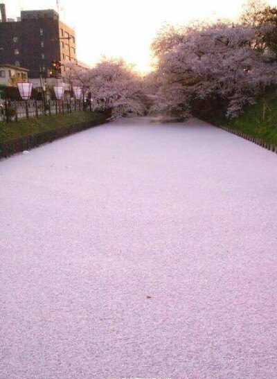 日本樱花河，中国抹茶河。emmm~差不多个意思吧 ​