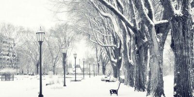 Snow Trees Twitter Cover &amp; Twitter Background | TwitrCovers