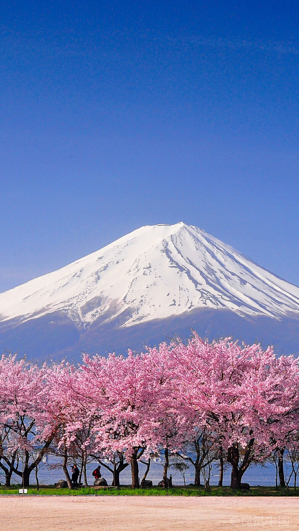 日本富士山和樱花