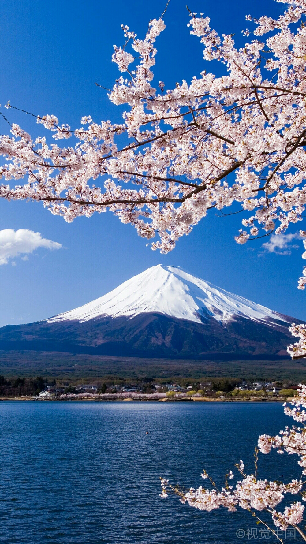 富士山樱花 手机壁纸图片