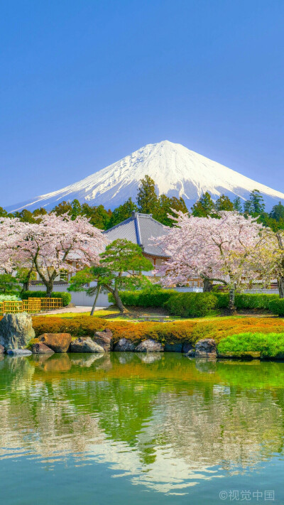 日本富士山和樱花