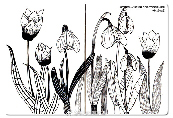 一组黑白手绘植物，有水果、蔬菜、盆载等~（作者： 桃涩桃涩 ） ​