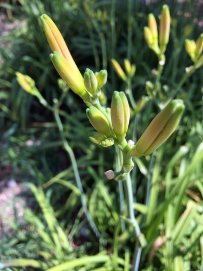 黄花菜又名忘忧草