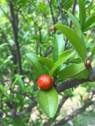 石榴花