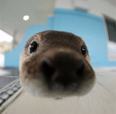 小海豹