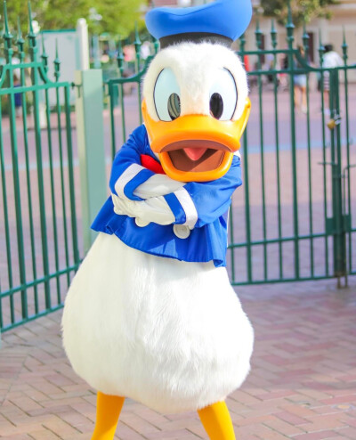 Donald duck