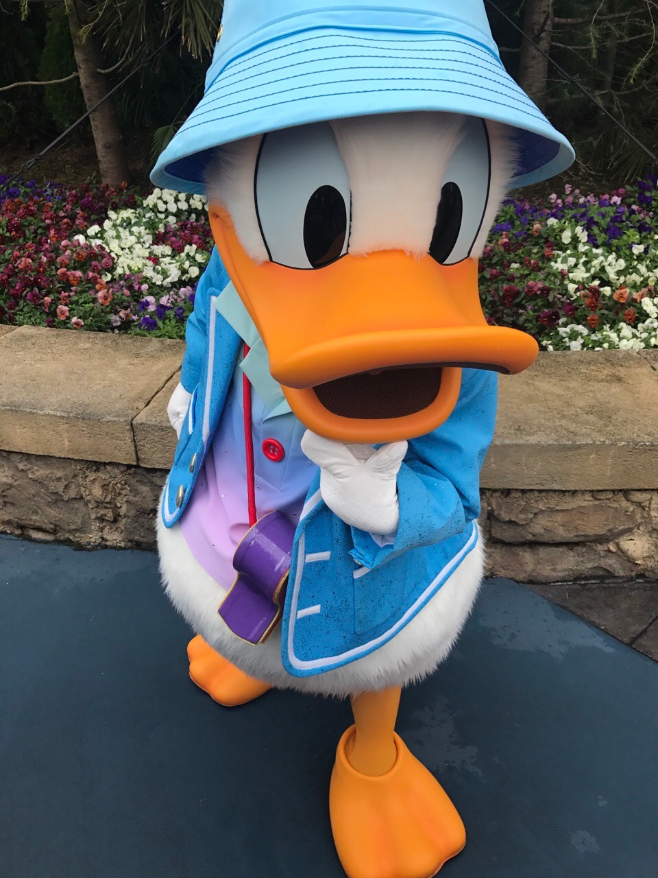 Donald duck