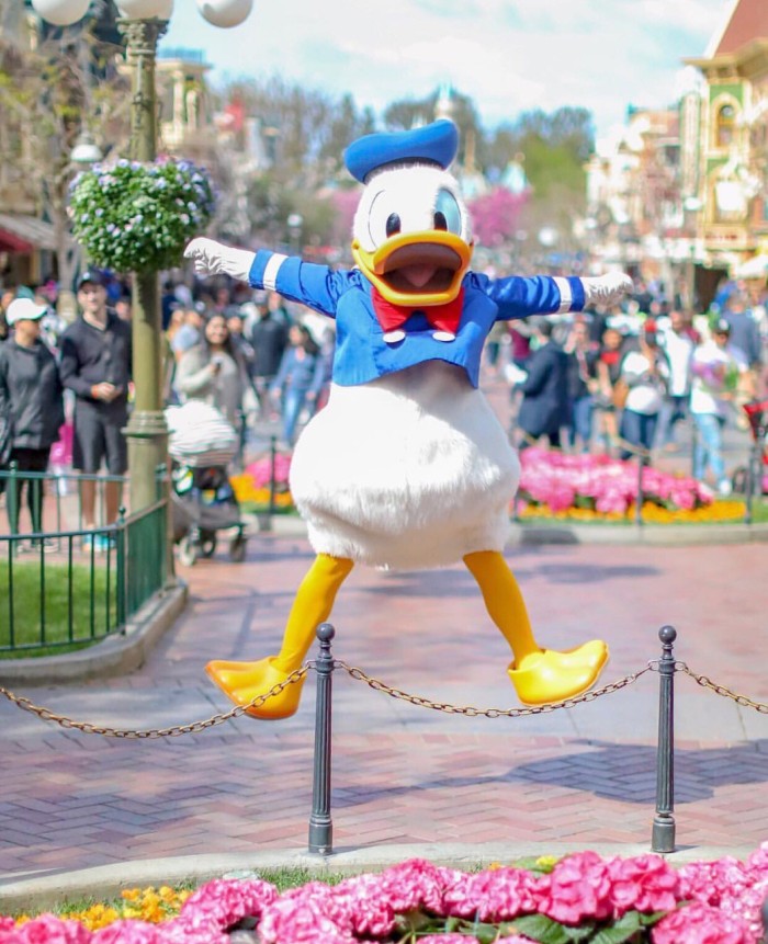 Donald duck