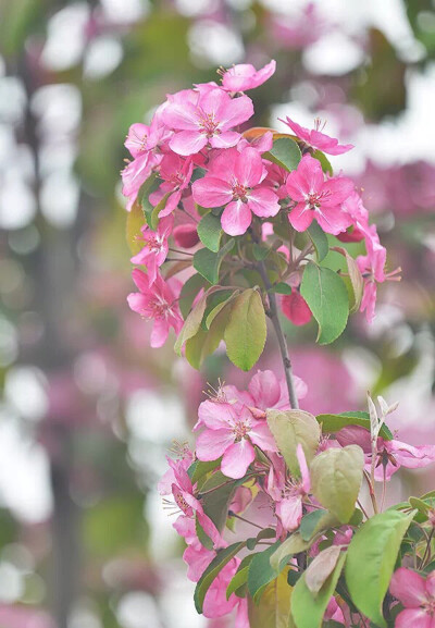 海棠'红巴伦' Malus 'Red Barron'
