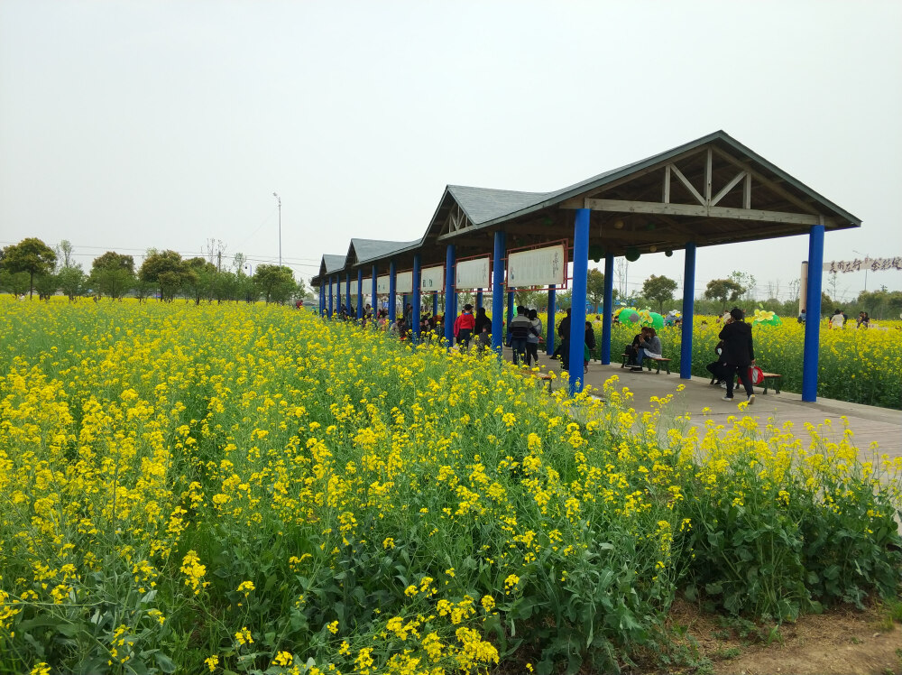 2018年4月7日上海奉贤海湾旅游区周圈骑行郊游随手拍