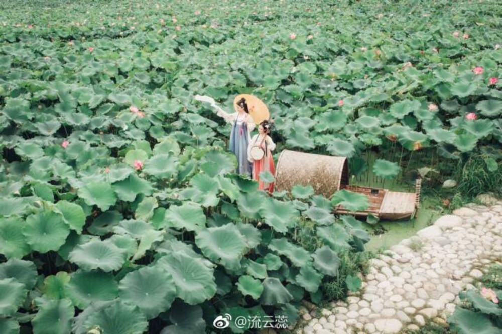 #小蕊子的客片#
这是暑假旅拍的最后一组客片，在成都拍的，两个超级善良的小姐姐。
这场拍摄是临时加拍的，没想到她们约的地方离这个我一直想去的荷塘不远！
八月底，没想到荷花还开这么多这么好。拍完小姐姐载我们去吃饭，还执意送我们去车站，还好我约到了顺风车。
这个地方太美了，明年还想去拍！
粉汉服：@云舒院汉服-西河 蓝汉服：@华姿仪赏汉服
#汉服摄影##重庆约拍##成都约拍##杭州约拍#