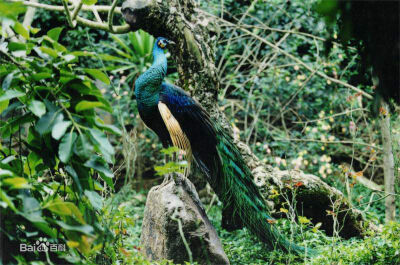 绿孔雀（学名：Pavo muticus）大型鸡类，体长180~230厘米。雄鸟体羽为翠蓝绿色，头顶有一簇直立的冠羽，下背翠绿色而具紫铜色光泽。体后拖着长达1米以上的尾上覆羽，羽端具光泽绚丽的眼状斑，形成华丽的尾屏，极为醒…