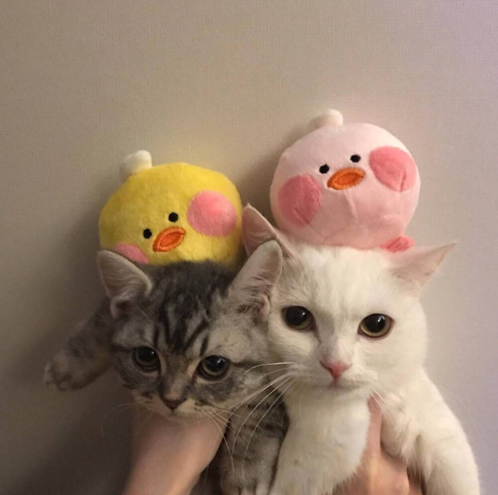 ❤️杂图集❤️