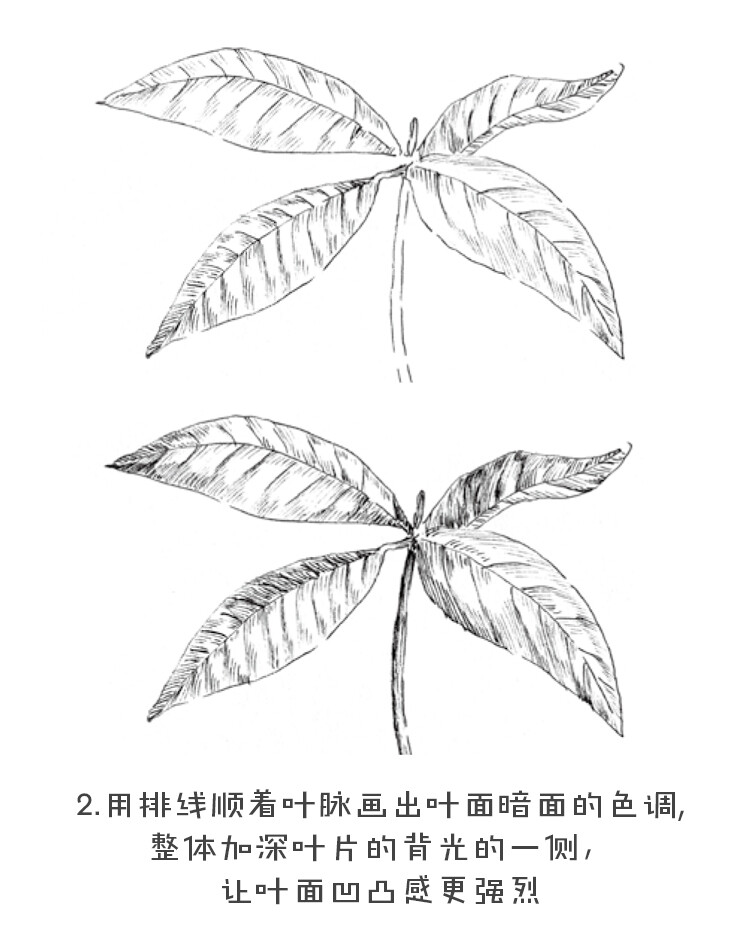 黑白花之绘杜鹃花