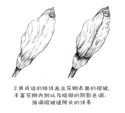 黑白花之绘杜鹃花