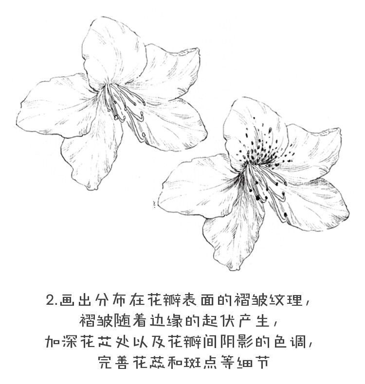 黑白花之绘杜鹃花