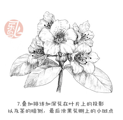 黑白花之绘杜鹃花