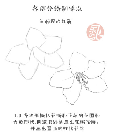 黑白花之绘杜鹃花