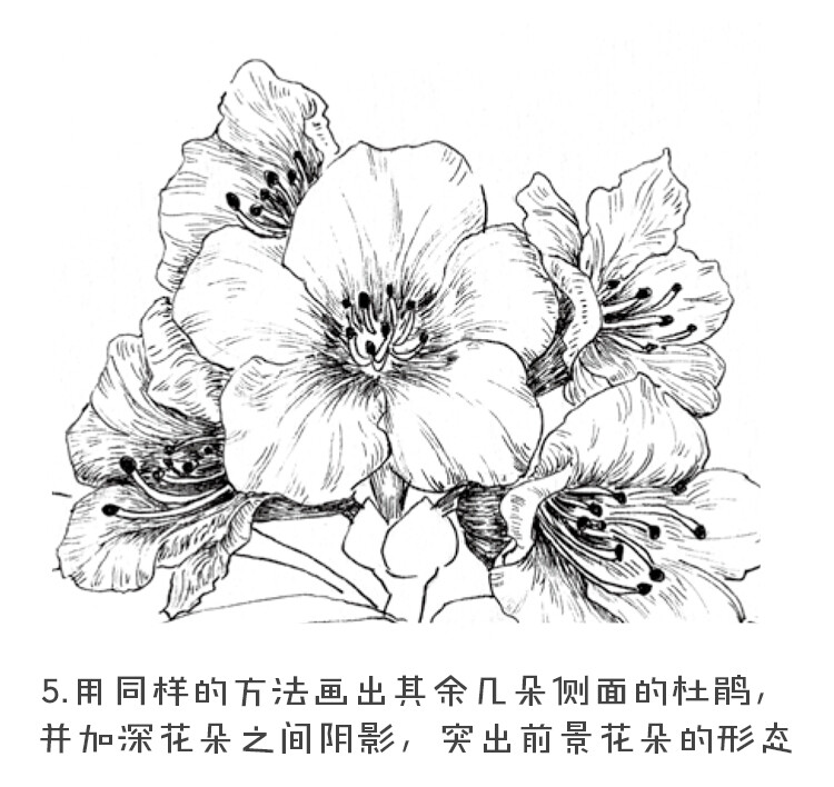 黑白花之绘杜鹃花