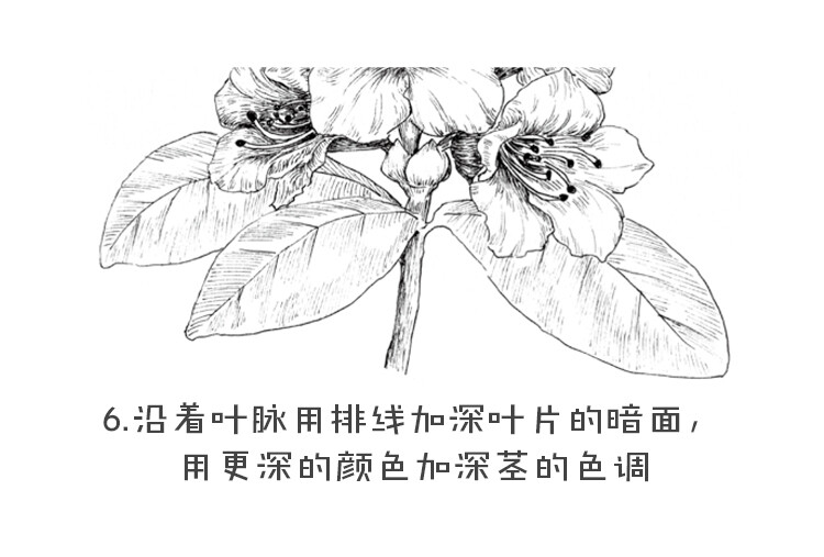 黑白花之绘杜鹃花