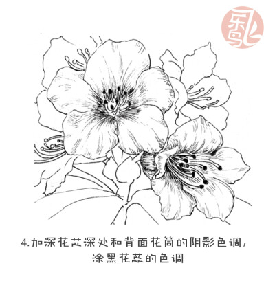 黑白花之绘杜鹃花