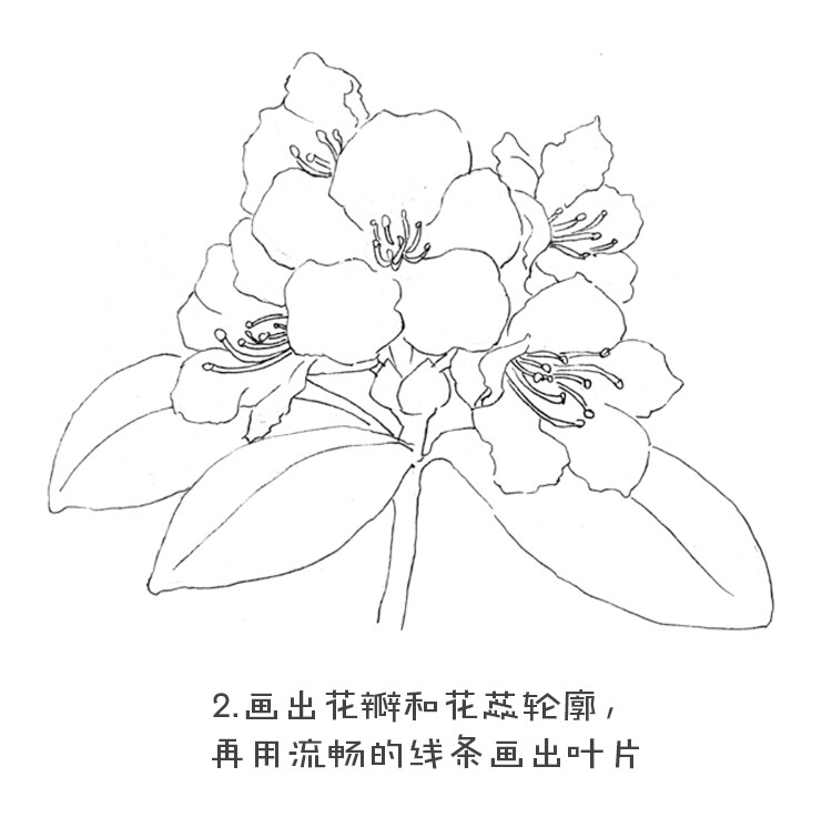 黑白花之绘杜鹃花