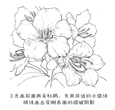 黑白花之绘杜鹃花