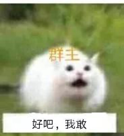 群主系列 猫