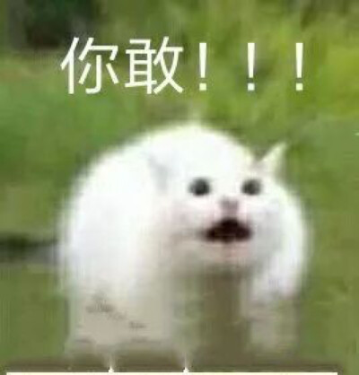 群主系列 猫