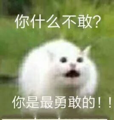 群主系列 猫