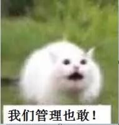 群主系列 猫