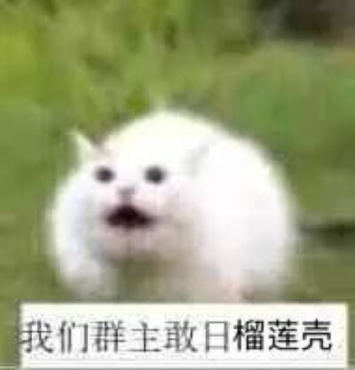 群主系列 猫