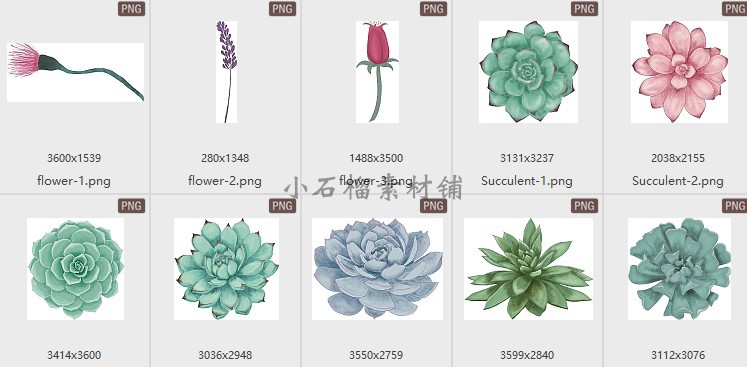 手绘绿色多肉花朵装饰边框花束盆栽植物四方连续背景素材png319