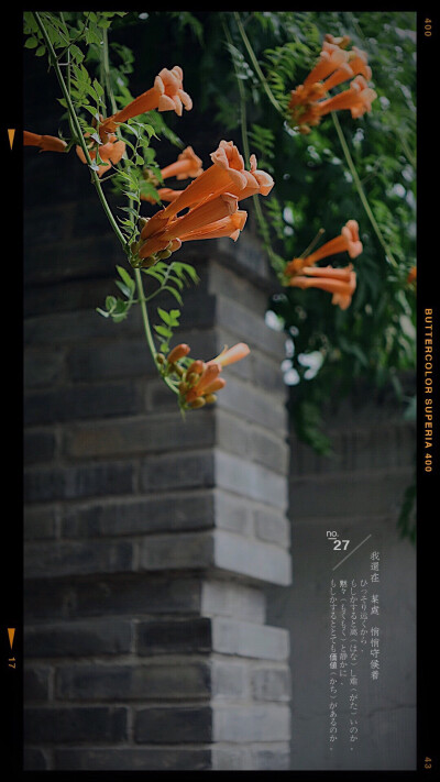 生活随拍 原创壁纸 （植物名称：凌霄）