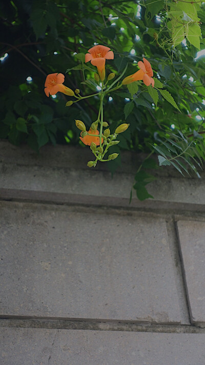 生活随拍 原创壁纸 （植物名称：凌霄）