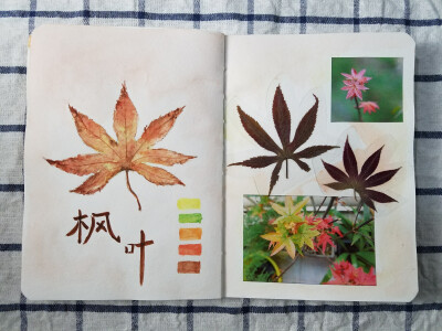 植物图鉴:枫叶