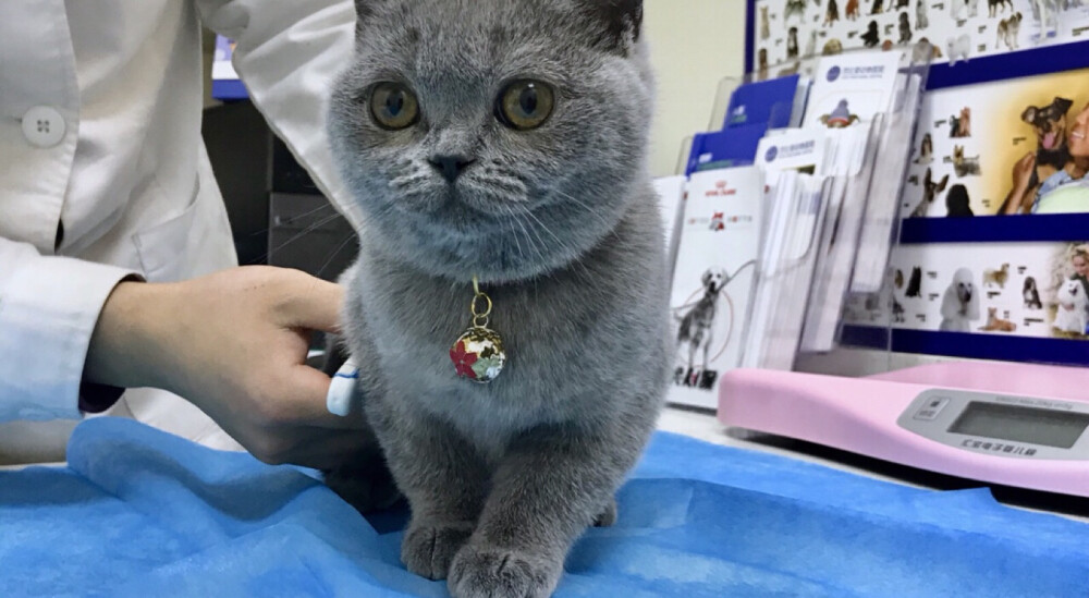 英短蓝猫免费领养‼️
主子意外怀孕，生下来几只崽，由于家里已经有一只狗和两只猫了，实在养不了太多，所以只好忍痛割爱！！不收任何费用，但前提是你一定要有足够的爱心和耐心～
找一位心思细腻的女生来收养
要求：一定要好好的爱护她，养不下去了可以再还给我，请不要随意转卖和送人，有想法的朋友可以来私聊我‼️感谢