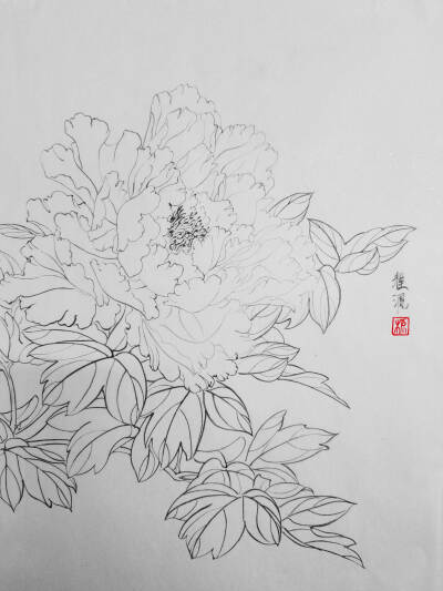 黑白 白描 牡丹 花卉 勾线 装饰画素材 