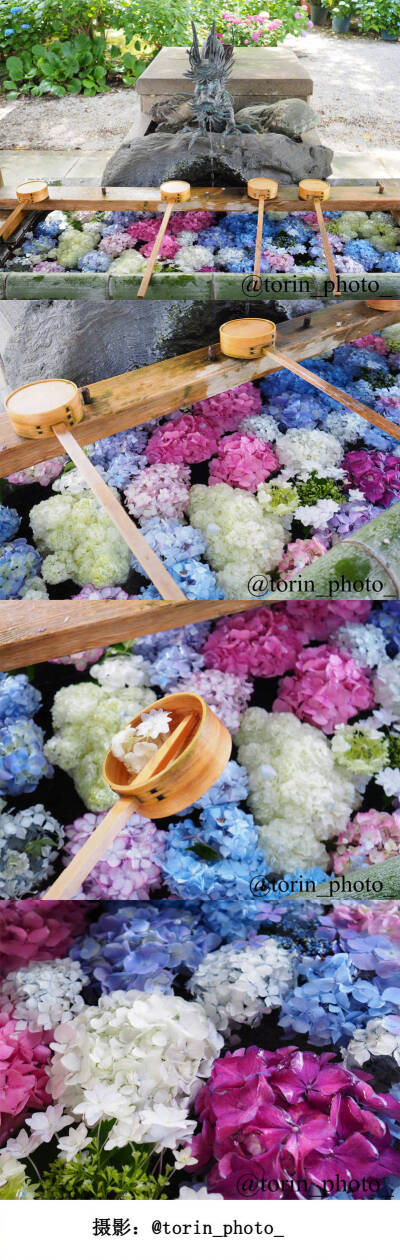  最近的日本网红景点——爱知县的御裳神社，绣球花开的季节，浸泡着绣球花的手水舍，漂亮到吸引了一大票摄影爱好者，真的是怎么拍都好看啊！