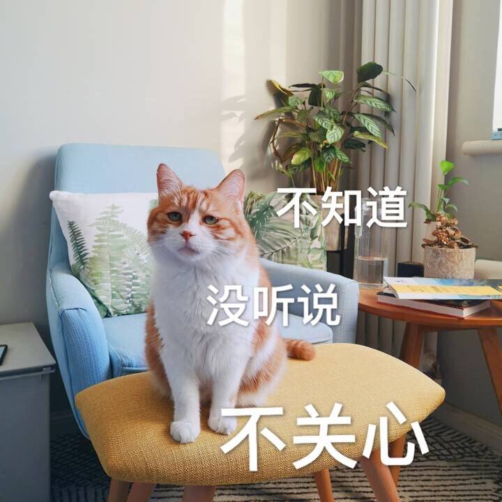 喵喵喵