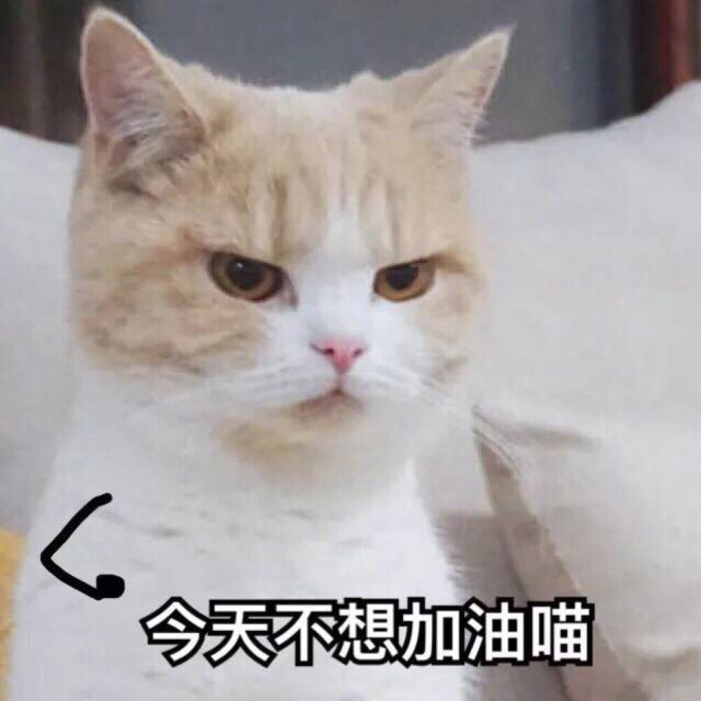 表情包