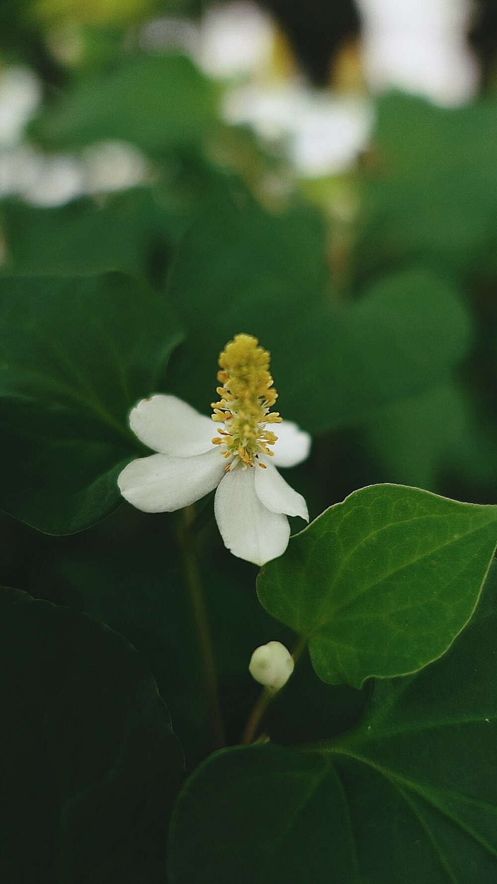 生活随拍 原创壁纸 （植物名称：鱼腥草)