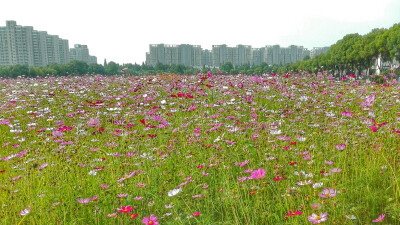 毕业啦，南师大拜拜，南京拜拜～虽然在这的三年没有很愉快，发生了很多事，但还是道一声感恩