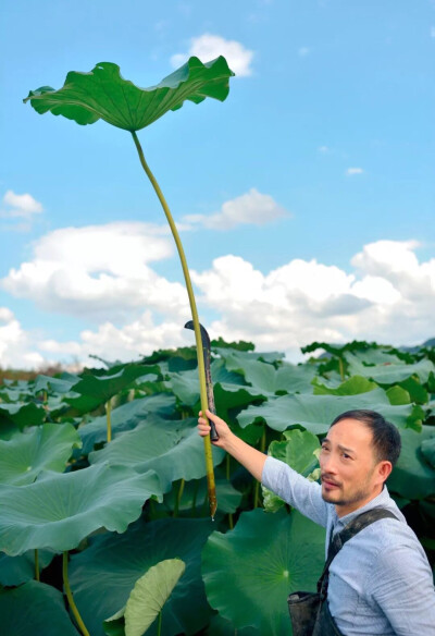 
都说八月赏荷正当时。我们找到凌宗湧的时候，手持一把镰刀的他正穿着黑色背带下水裤站在富阳一个山村的荷塘边，准备下水去采摘新鲜的荷叶和莲蓬。荷塘里花骨朵肥厚，碧叶上剔透的水珠子来回滚动。
看见我们一行人…