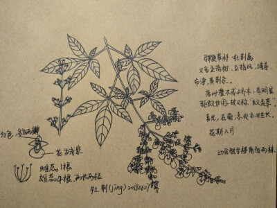 牧荆