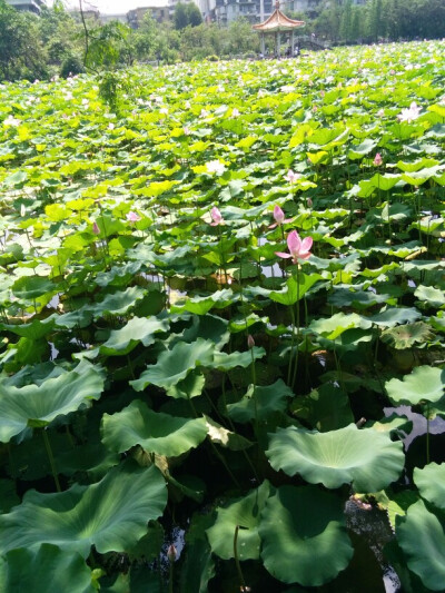 小荷才露尖尖角