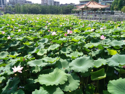 小荷才露尖尖角